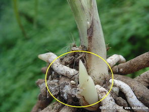 红玉兰大斑病的防范， 从剪枝Zuo起