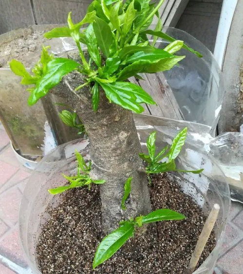 法师杆子变黑，别急着扔，这里有复活秘籍！