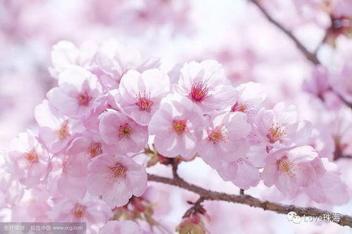 思念之花：樱花、柳树、红豆