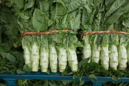 韭菜地里套莴苣，冬季美味挡风挡霜