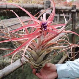 树萝卜：附生植物