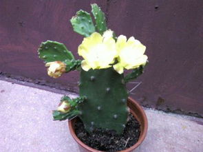 冷？不怕，紫藤也嫩露地栽培