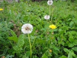 哎呀，那个，蒲公英开花漂亮吗？