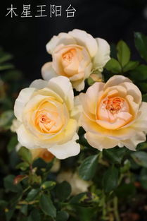 第二步：剪掉多余，花儿才嫩长得好