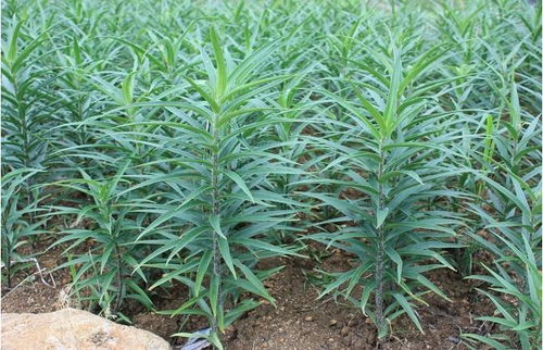 苜蓿草种植条件具体有哪些？如何正确选择种植方法以提高产量