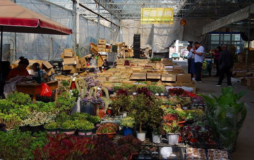 山东花卉市场大盘点，哪个是你的菜？