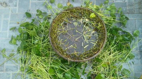 光影魔术， 傍晚的奇妙时光