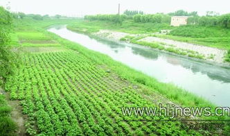 红三叶：亚热带低温地带的固沙明星