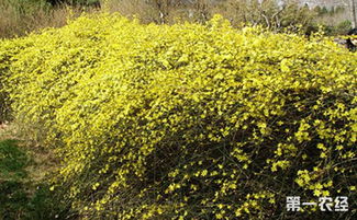 病虫害防治技巧