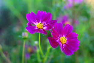 千日草：永恒爱情的见证者