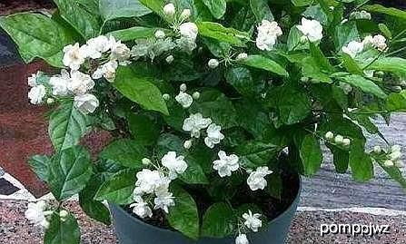 修剪时机对照表