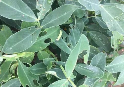 什么是阿维菌素？