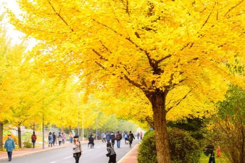 银杏树的成长与挑战