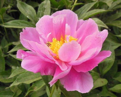 剥籽技巧大公开