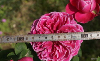 日本玛丽玫瑰养护心得：避免叶片发黄和花朵凋谢的小秘诀