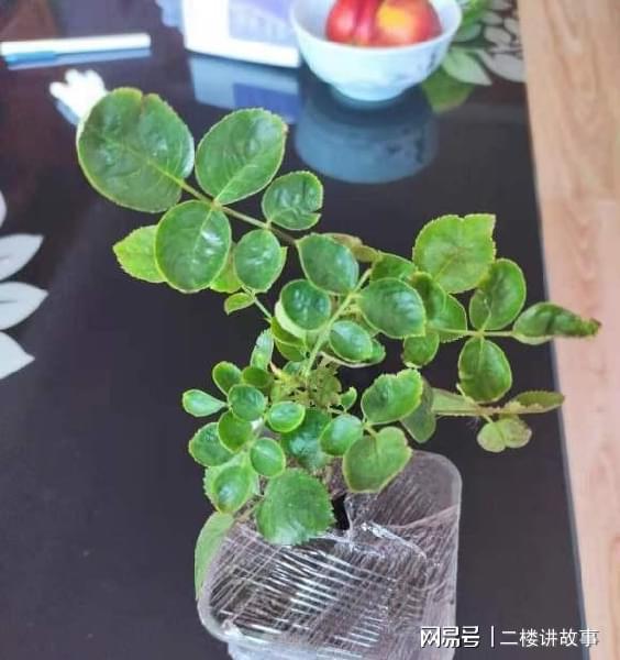 秋季嫁接的Zui佳时机