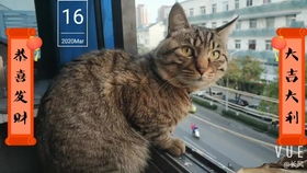 猫薄荷有哪些种类？分别有什么用途