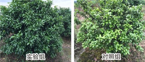 第三大病：根腐病