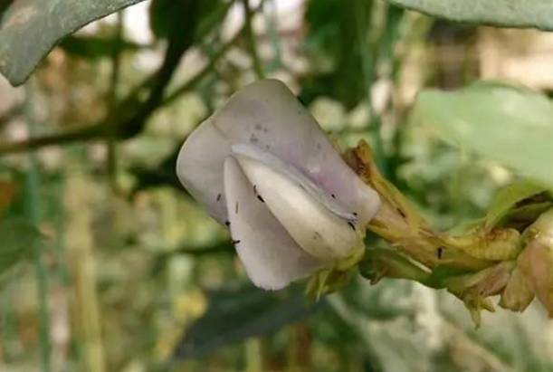 揭秘荷花玉兰不开花之谜：专业解决策略！