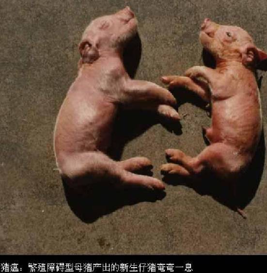 猪瘟疫苗选择：如何挑选最适合的疫苗