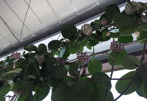 北方地区种植时间