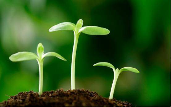 种子发芽时间，你知道吗？