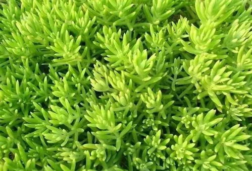 家庭绿化选草，气候是关键！