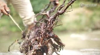 己唑醇泡树根——Neng防治树根病害吗？