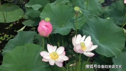 浮萍如梦，谁解其中味