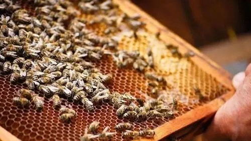 养蜂阳台种花指南：蜜蜂喜爱的花种大揭秘