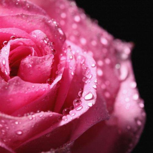 玫瑰花颜色大全：红色代表热情