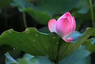 早春与晚秋：移栽的绝佳时机