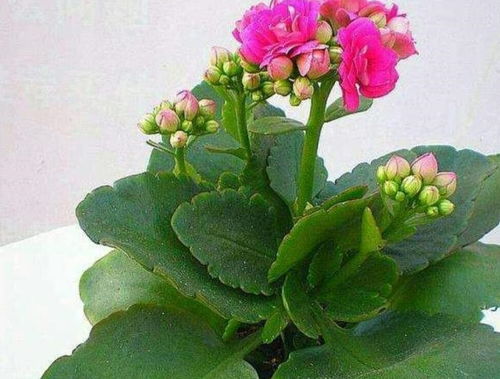 长寿花如何才能结出种子？
