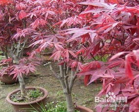 红枫嫁接繁殖方法有哪些具体步骤和注意事项
