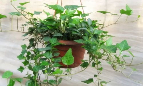 浇水：掌握“小娇娇”的喝水节奏