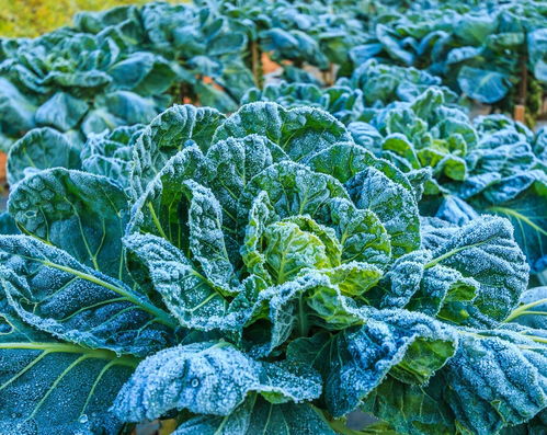 上海青：春意盎然的绿色使者