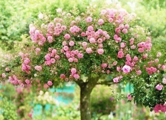 盆栽月季花， 养出美丽心情的小秘密