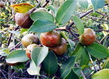 2025年油茶果种子价格揭秘：新手种植避坑指南