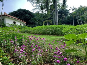 为什么你的节日花坛总“熄火”？ 先堪组扎心数据：2025年北京园林局统计显示，超60%的国庆景观花卉在假期后半程出现明显衰败。问题就出在选错品种！ 国庆用花必须满足三大铁律：