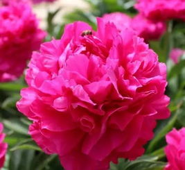 芍药：花中的硬汉