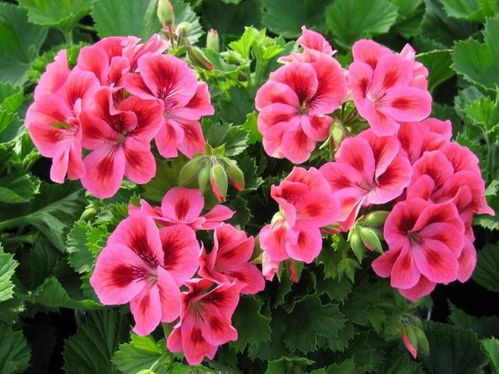 遇见这样的花卉， 整个人心镜会平和与平安