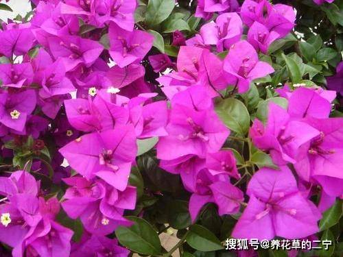 三角梅缓苗拆分技巧：先剪去一半枝叶