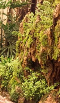 如何让假山表面快速长满青苔，打造自然美景？