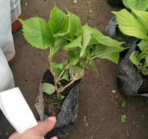 夏天栽植地柏的小技巧