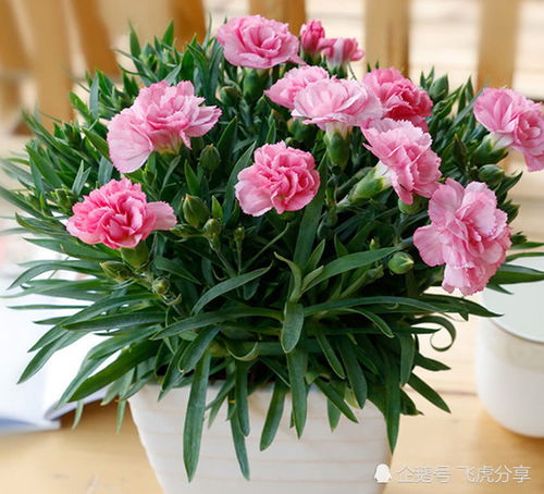 草莓病虫害防治， 花卉保护指南