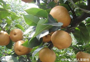 庭院种植，水果自由不是梦！