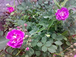 南阳月季：河南的“花中皇后”