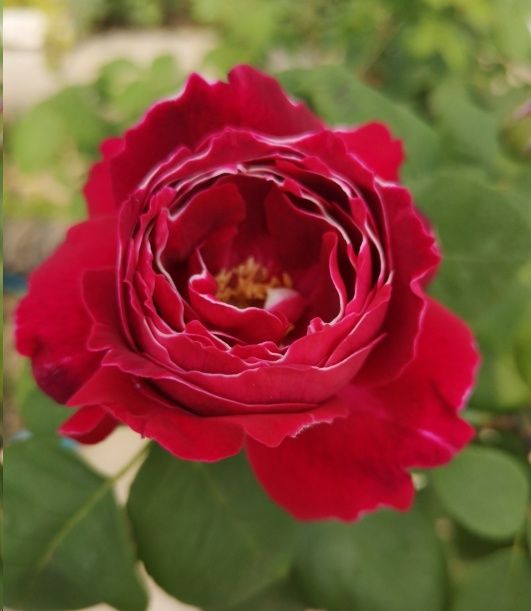 月季枝条发黄，原因在此