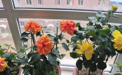 4. 驱蚊薄荷——实用主义首选