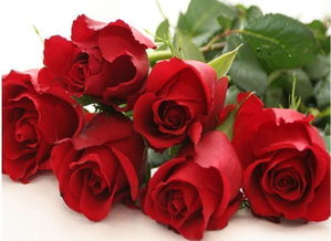 种植卡罗拉月季的养护要点